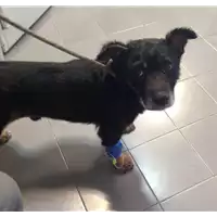 Foto dell\'animale cane - Matr. 2017/2197 - Microchip 380260043147076