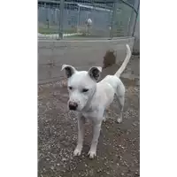 cane - Matr. 2016/1697 - Microchip 380260042786730