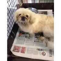 Foto dell\'animale cane - Matr. 2017/2200 - Microchip 953000010124567