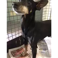Foto dell\'animale cane - Matr. 2009/0912 - Microchip 348098100080343