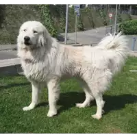 Foto dell\'animale cane - Matr. 2009/0371 - Microchip 981100000604903