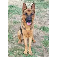 Foto dell\'animale cane - Matr. 2017/0598 - Microchip 380260043149773