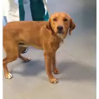 Foto dell\'animale cane - Matr. 2017/2203 - Microchip 380260043148037