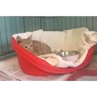 Foto dell\'animale gatto - Matr. 2017/2204 - Microchip 380260043147704