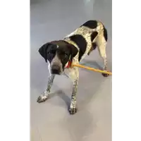 Foto dell\'animale cane - Matr. 2017/2206 - Microchip 380260043148374