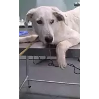 Foto dell\'animale cane - Matr. 2017/2207 - Microchip 380260043147764
