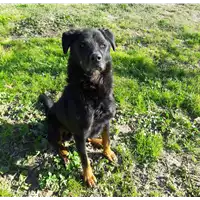 Foto dell\'animale cane - Matr. 2013/2300 - Microchip 380260002131500