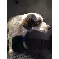 Foto dell\'animale cane - Matr. 2017/2210 - Microchip 380260043146894