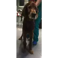 Foto dell\'animale cane - Matr. 2017/2212 - Microchip 968000002589511