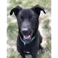 Foto dell\'animale cane - Matr. 2017/2219 - Microchip 380260043148198