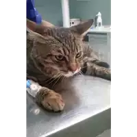 Foto dell\'animale gatto - Matr. 2017/2220 - Microchip 380260043147054