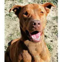 Foto dell\'animale cane - Matr. 2017/2213 - Microchip 380260043147994