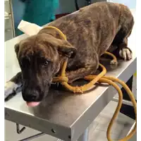 Foto dell\'animale cane - Matr. 2017/2214 - Microchip 380260043146897