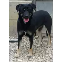 Foto dell\'animale cane - Matr. 2015/0142 - Microchip 380260002303146