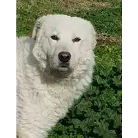 Foto dell\'animale cane - Matr. 2017/2225 - Microchip 380260043148080