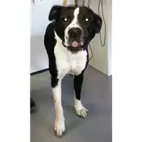 Foto dell\'animale cane - Matr. 2017/2223 - Microchip 380260043147288