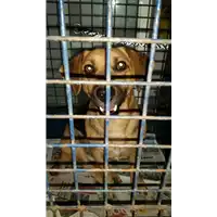 Foto dell\'animale cane - Matr. 2014/000004689 - Microchip 380260002273926