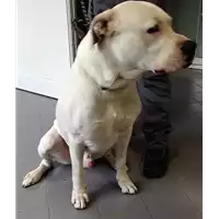 Foto dell\'animale cane - Matr. 2017/2222 - Microchip 380262008027778