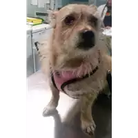 Foto dell\'animale cane - Matr. 2017/2224 - Microchip 968000004345262