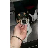 cane - Matr. 2017/2221 - Microchip 380260043148338