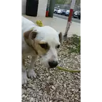 Foto dell\'animale cane - Matr. 2017/2227 - Microchip 380260043147896
