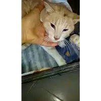 gatto - Matr. 2017/2228 - Microchip 380260042531969