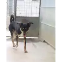 Foto dell\'animale cane - Matr. 2017/2230 - Microchip 380260042531841