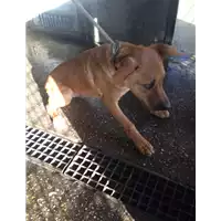 Foto dell\'animale cane - Matr. 2017/2173 - Microchip 380260043149032