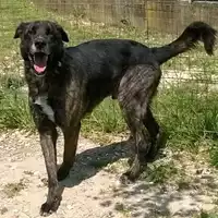 Foto dell\'animale cane - Matr. 2014/1490 - Microchip 380260040249438