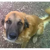 Foto dell\'animale cane - Matr. 2015/1982 - Microchip 380260042528460