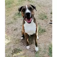 Foto dell\'animale cane - Matr. 2017/2232 - Microchip 380260042531177