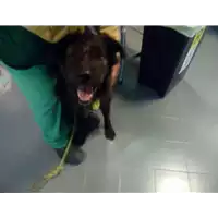Foto dell\'animale cane - Matr. 2017/2181 - Microchip 380260043152824