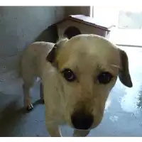 Foto dell\'animale cane - Matr. 2017/2233 - Microchip 380260042531730