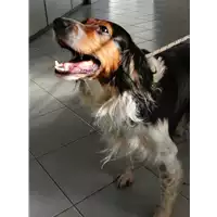 Foto dell\'animale cane - Matr. 2017/2226 - Microchip 380260042847012
