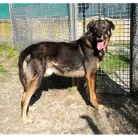 Foto dell\'animale cane - Matr. 2017/2234 - Microchip 380260043526613