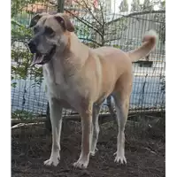 Foto dell\'animale cane - Matr. 2017/0896 - Microchip 380260043268913