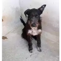 Foto dell\'animale cane - Matr. 2017/2027 - Microchip 380260043309515