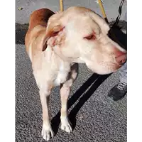 Foto dell\'animale cane - Matr. 2017/2235 - Microchip 380260100688055