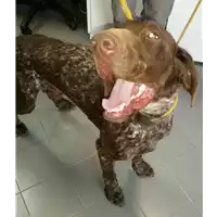 Foto dell\'animale cane - Matr. 2017/2236 - Microchip 380260002176178