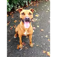 Foto dell\'animale cane - Matr. 2017/2240 - Microchip 380260042531784