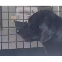Foto dell\'animale cane - Matr. 2017/2241 - Microchip 380260042531728