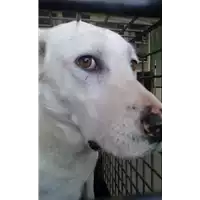 Foto dell\'animale cane - Matr. 2017/2242 - Microchip 380260042531725