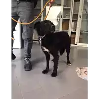 Foto dell\'animale cane - Matr. 2017/2244 - Microchip 380260042531950