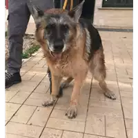 Foto dell\'animale cane - Matr. 2017/2245 - Microchip 981100000740458