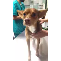 Foto dell\'animale cane - Matr. 2017/2246 - Microchip 380260042773587