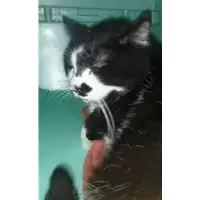 Foto dell\'animale gatto - Matr. 2017/2248 - Microchip 
