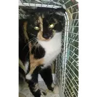 Foto dell\'animale gatto - Matr. 2017/2249 - Microchip 380260042530164