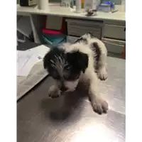 Foto dell\'animale cane - Matr. 2017/2254 - Microchip 380260042531540