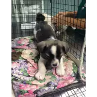 Foto dell\'animale cane - Matr. 2017/2255 - Microchip 380260042531279