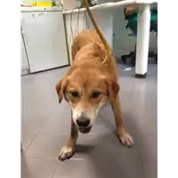 Foto dell\'animale cane - Matr. 2017/2256 - Microchip 380260042531304